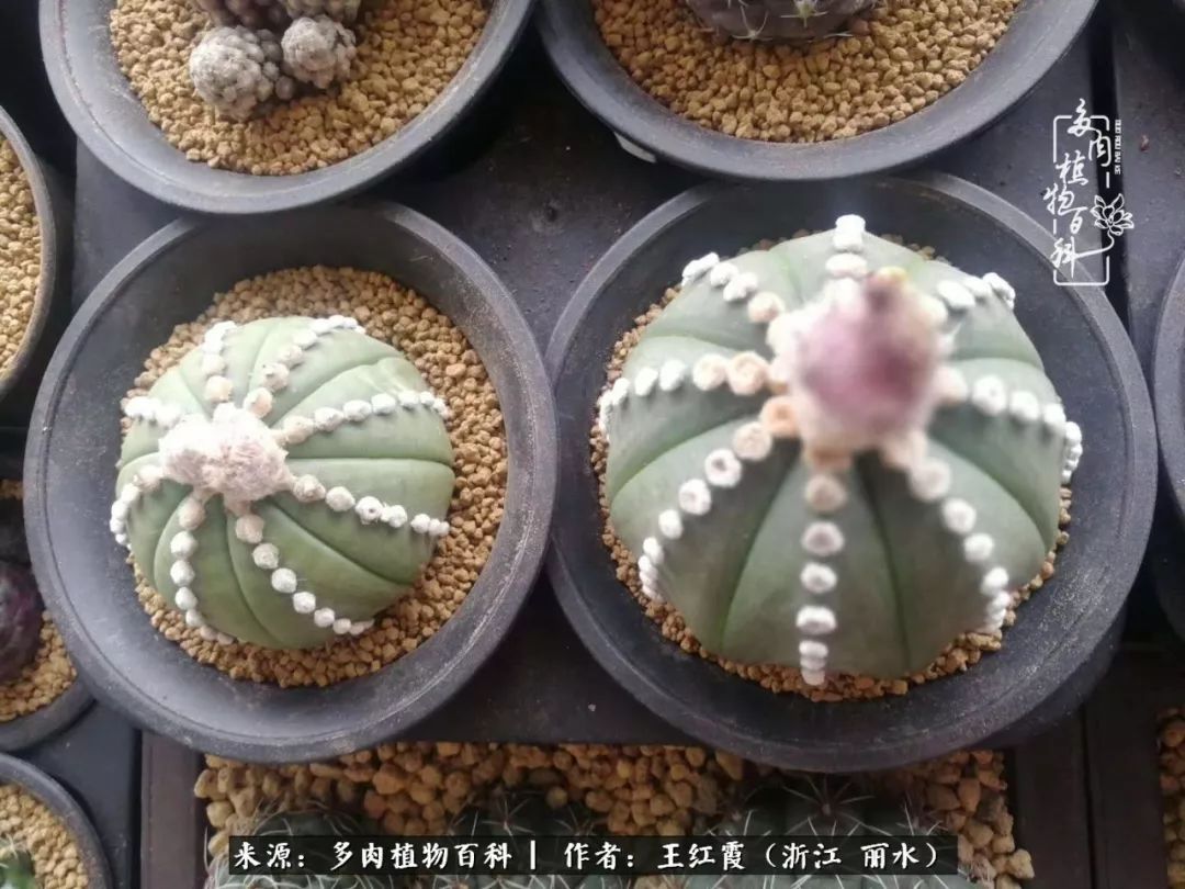 仙人球春天露养条件,仙人球露养条件