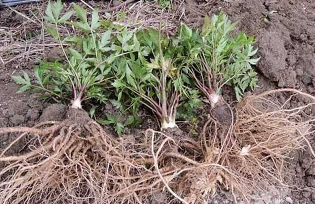 当归别名,当归药材的拉丁名称