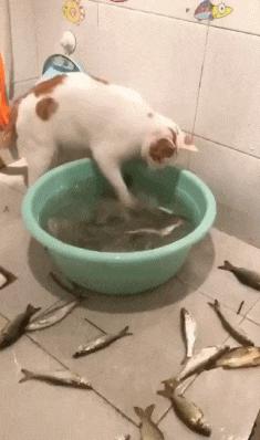 在野外发现甘蔗,在山里发现甘蔗