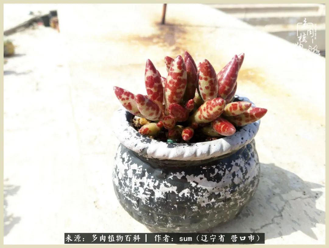 养多肉是一个很治愈的过程,养多肉是一种爱