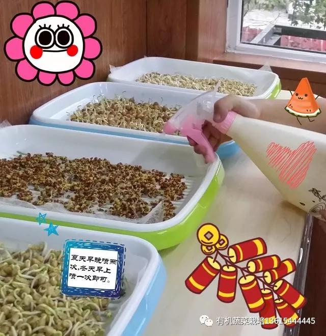 室内种芽苗菜图片,在家可以种的芽苗菜