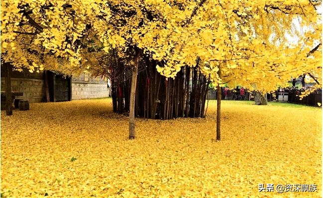 沈阳进入银杏最佳观赏期,沈阳银杏叶最佳观赏时间和地点