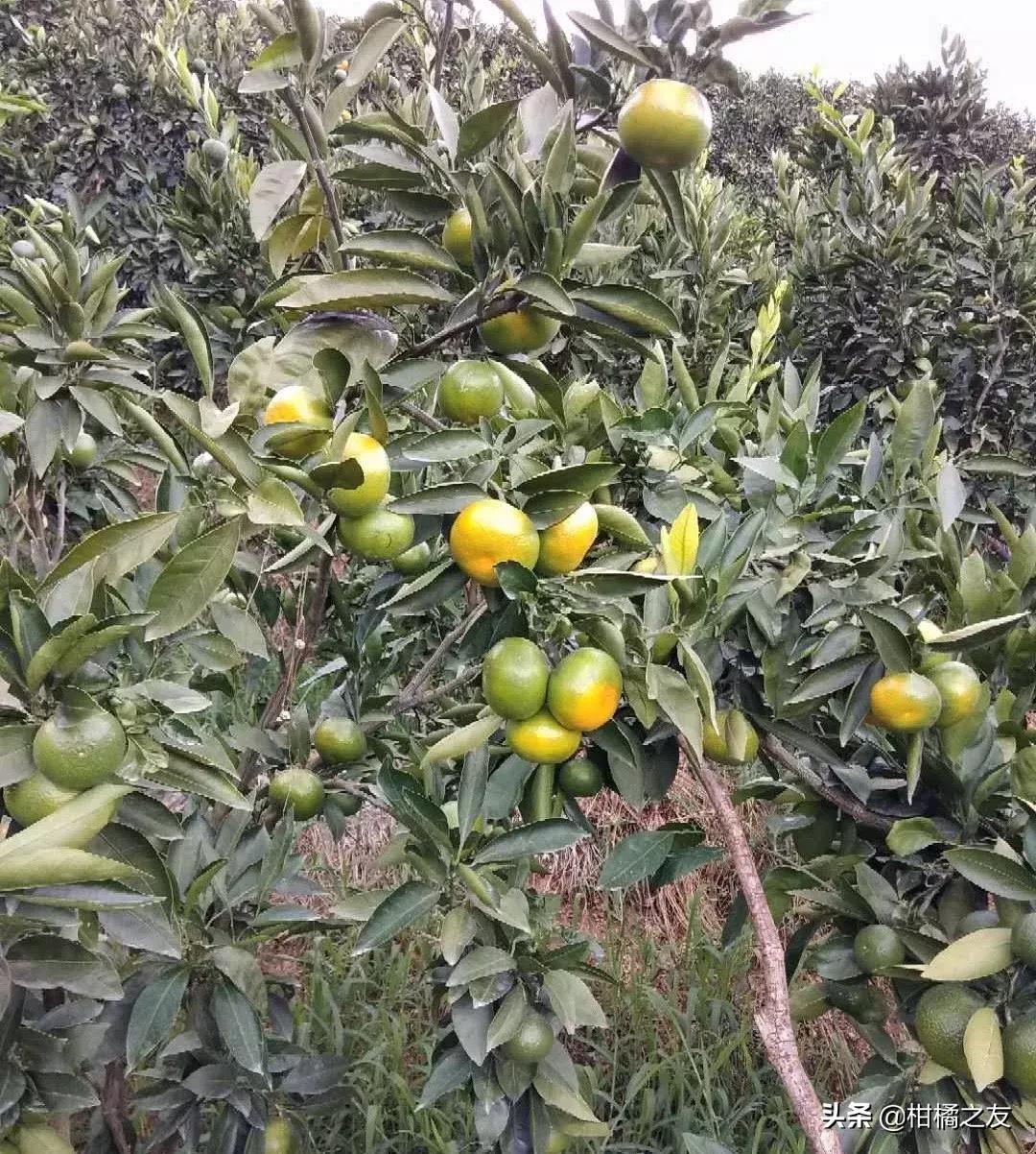 今年早熟蜜柑,今日沃柑沙糖桔价格