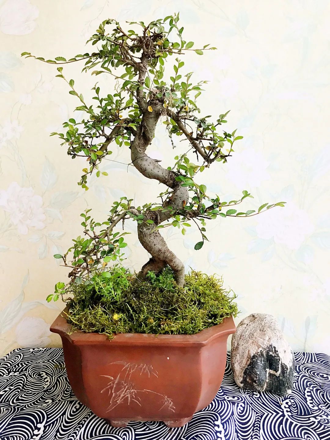 榆树盆景用的榆树是什么品种,小榆树盆景设计100种形态