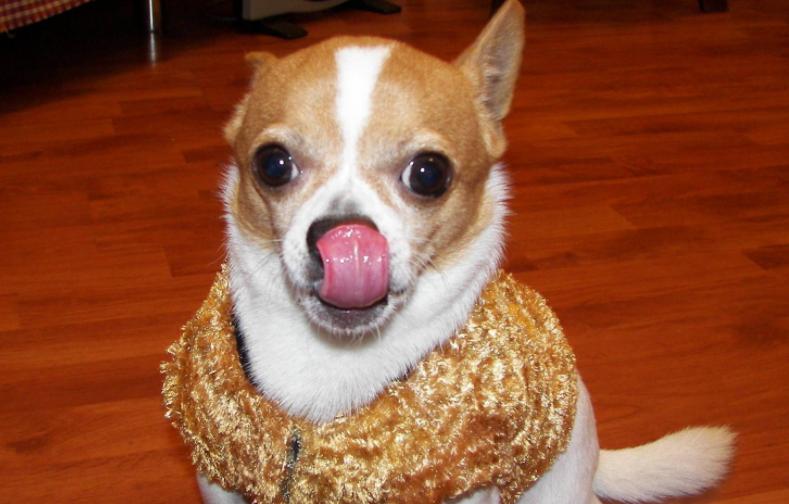 狗狗总是舔靠近尾巴的地方,狗狗不停的舔身上的毛是怎么回事