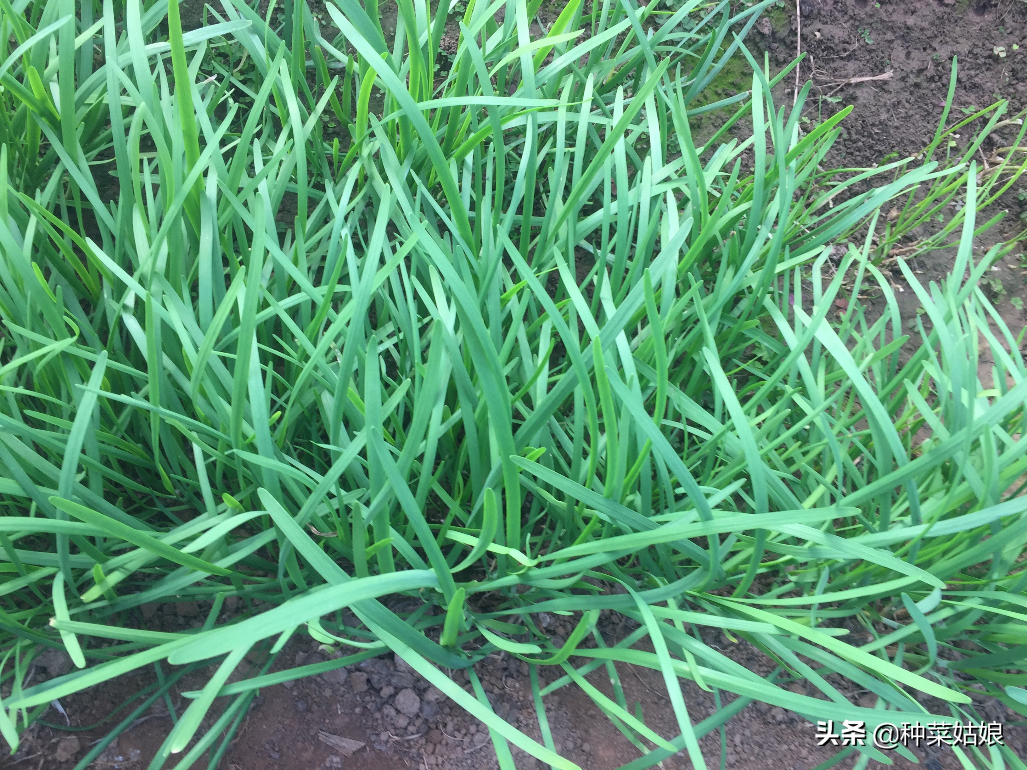 想种韭菜籽怎么样才能种好,想种韭菜提前需要准备什么