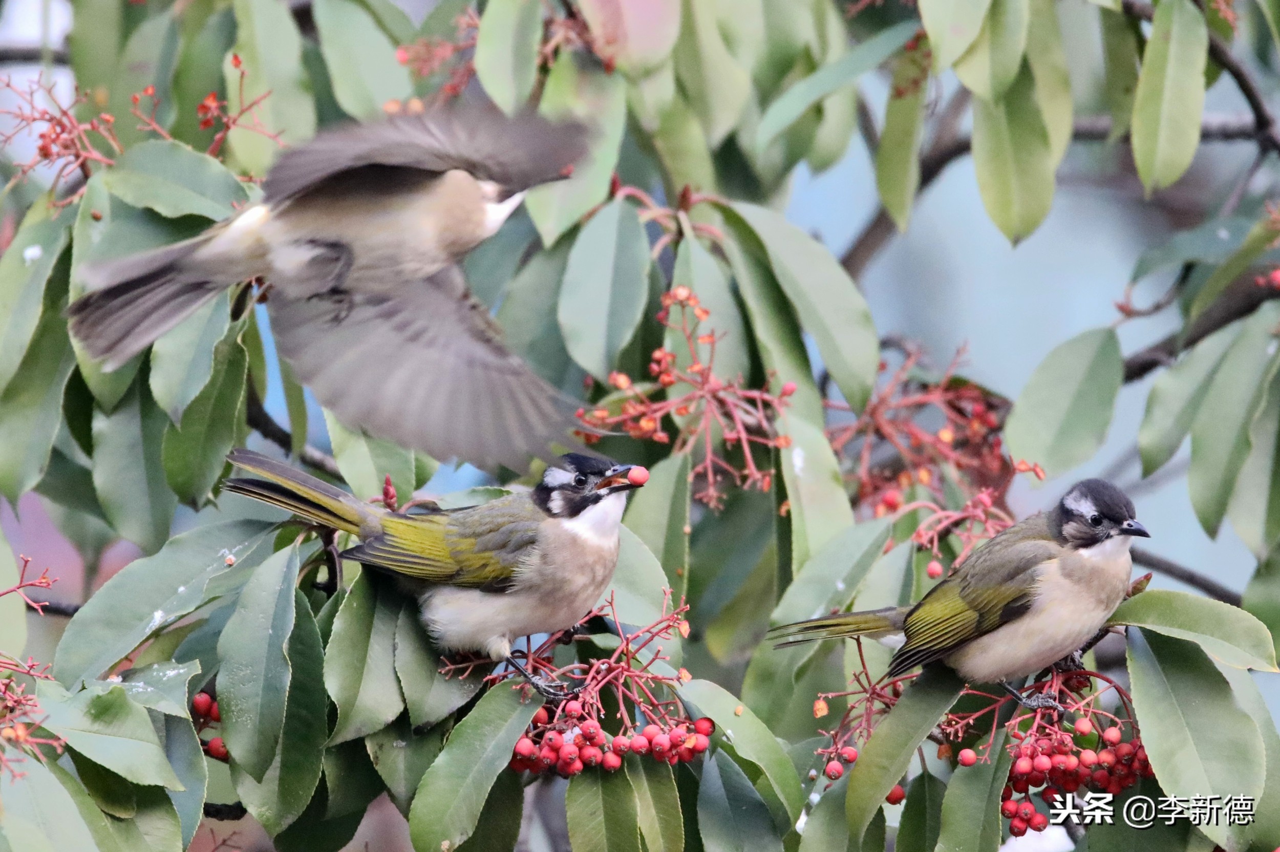 安徽合肥：大雪过后阳光灿烂，铜嘴鸟在树上觅食
