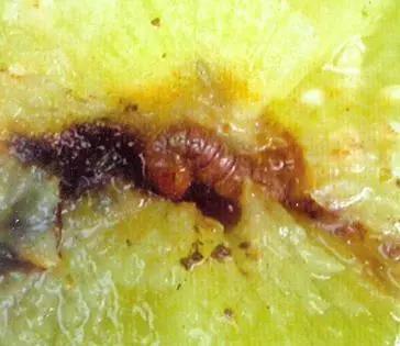 樱桃虫害防治绝招,樱桃虫害防治