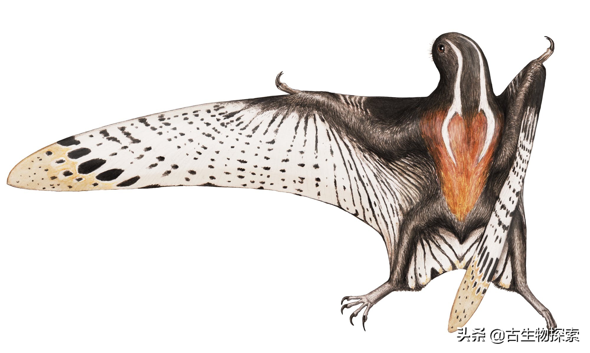 缈奸緳鍊掓寕鍗婄┖,缈奸緳鍊掓寕