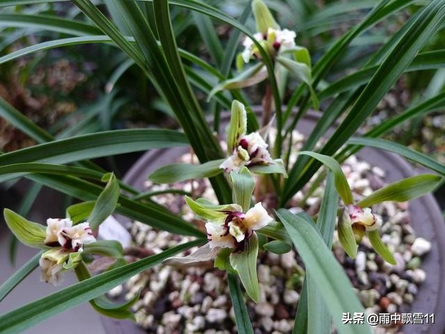 兰花怎么养才能茂盛开花,兰花怎么养才能旺盛开花多