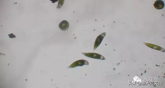 藻类图谱,水体藻类图谱和名称