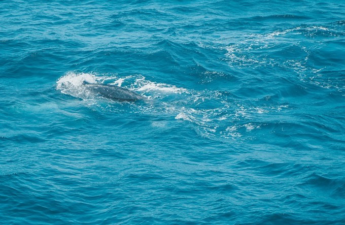 澳洲观鲸攻略,澳洲观鲸之旅