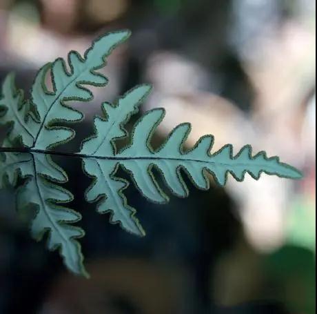 石松类植物与蕨类植物的特征,中国石松目植物的分类系统