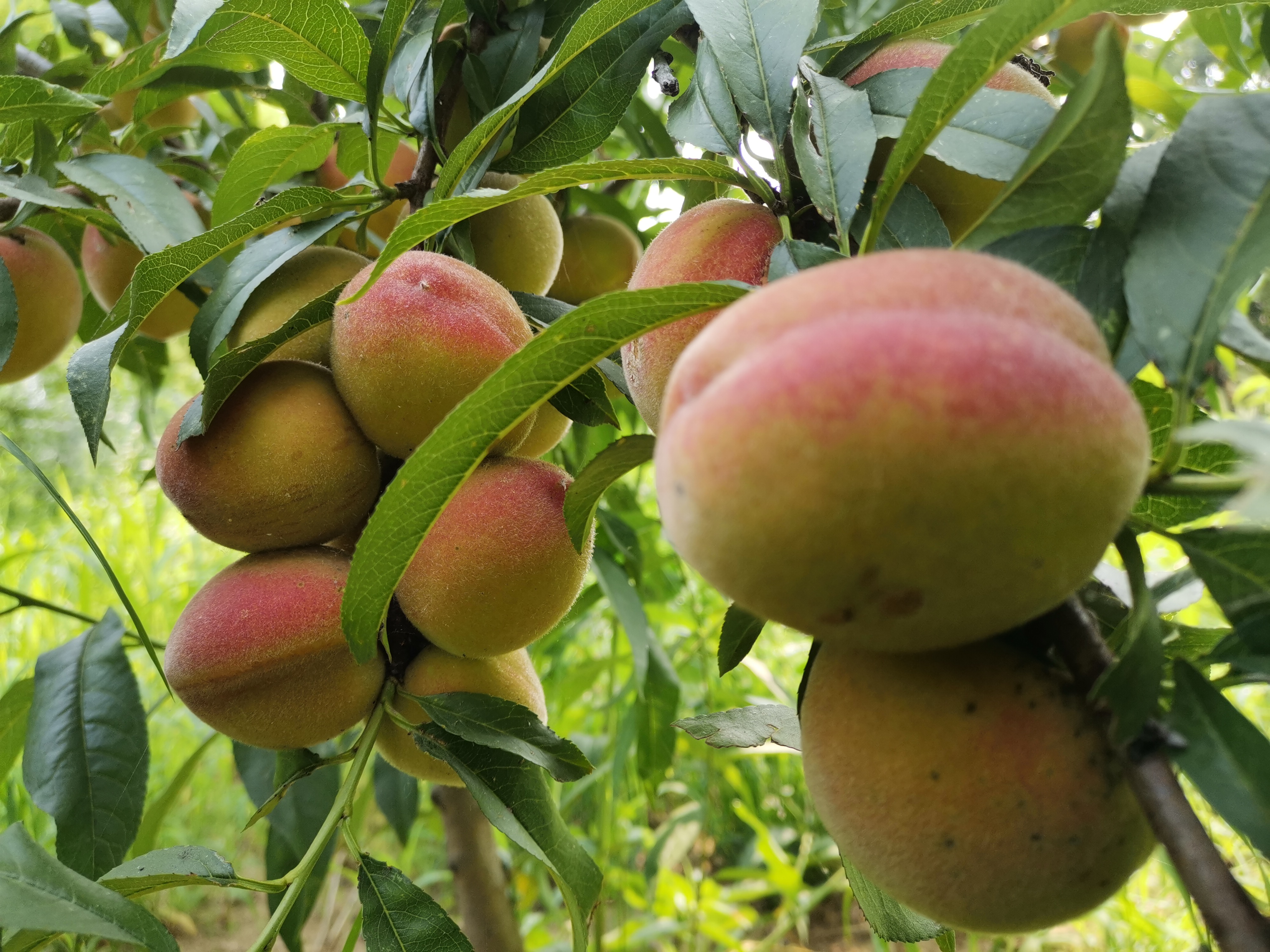 高效生态农业规模化,高效生态农业项目简介