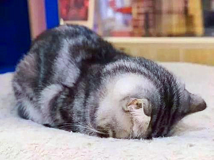 奶猫无处不能睡，铲屎官还忧心爱猫健康，检查后才知只是贪睡