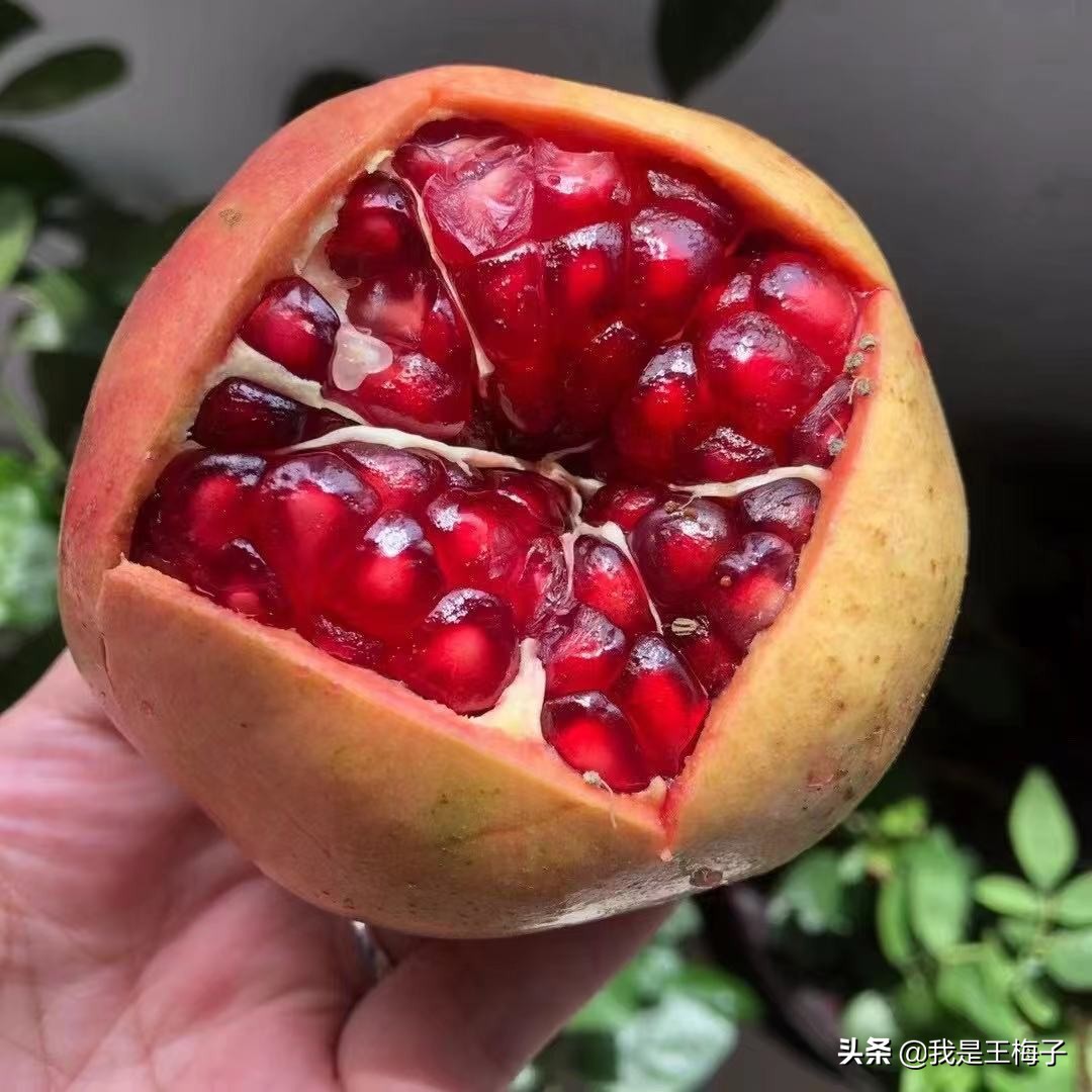 怎么区分软籽石榴还是硬籽石榴,如何区分软籽石榴与非软籽石榴