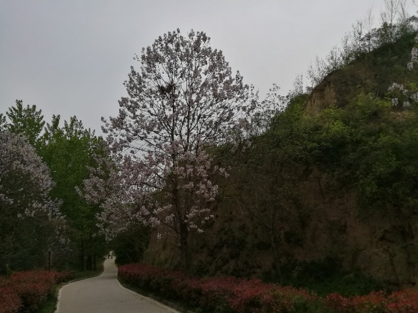 郑州树木园最新视频,郑州树木园现状