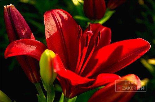 世界最美百合花海,超级惊艳的花海美景15分钟视频