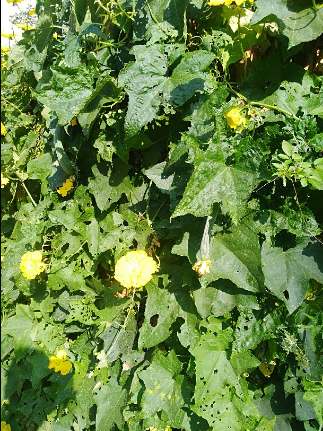 王玉：余沟初秋与老城老人