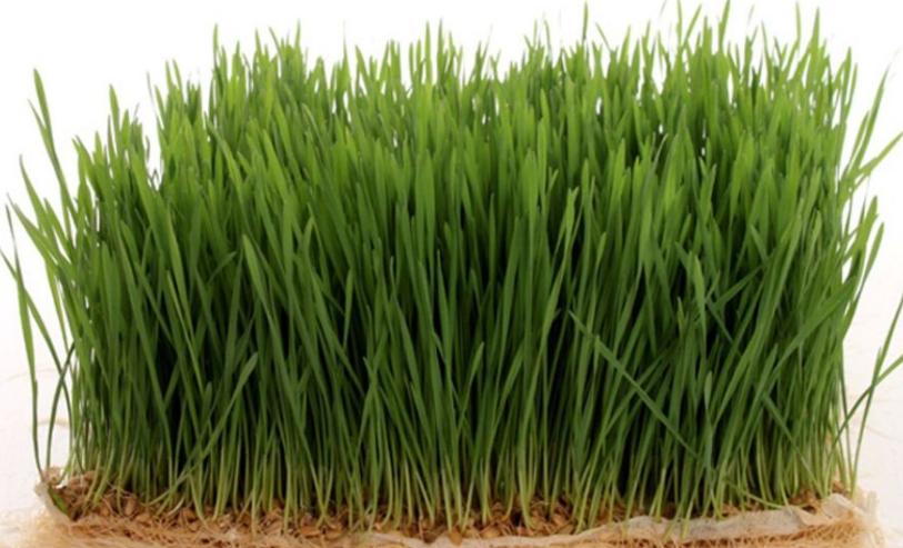 兔子拉黑色稀便怎么办,兔子拉黑色软便伴臭味