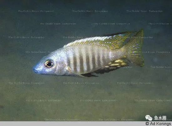 三湖慈鲷马鲷孔雀珍珠系能长多大,三湖慈鲷之孔雀