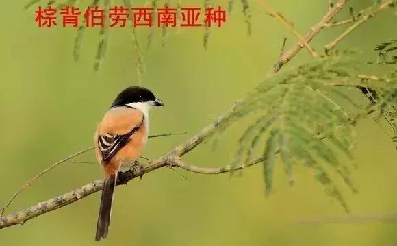 伯劳鸟饲养,没睁眼的伯劳怎样饲养