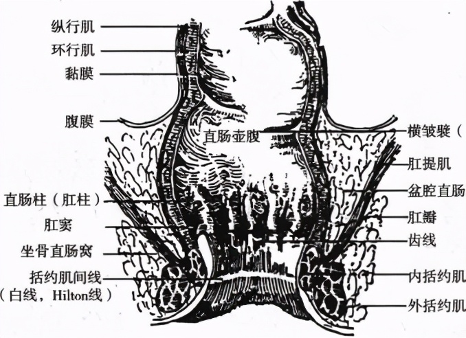 肛肠科那些事儿：杨大夫带你进入神秘的后门儿
