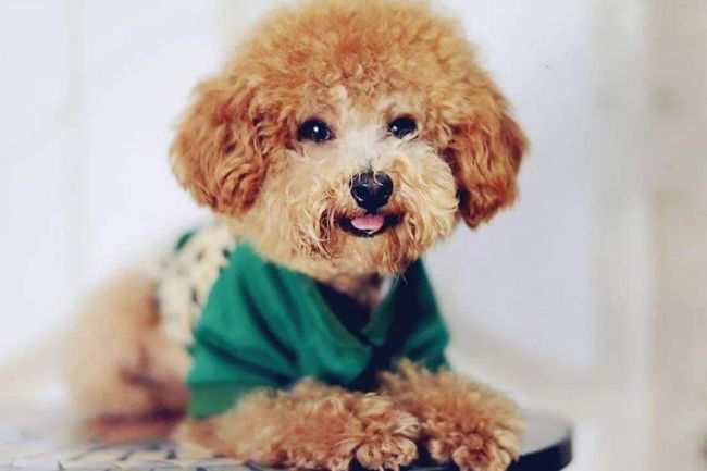 贵宾犬不爱喝水怎么办？掌握这些方法，让贵宾犬爱上喝水