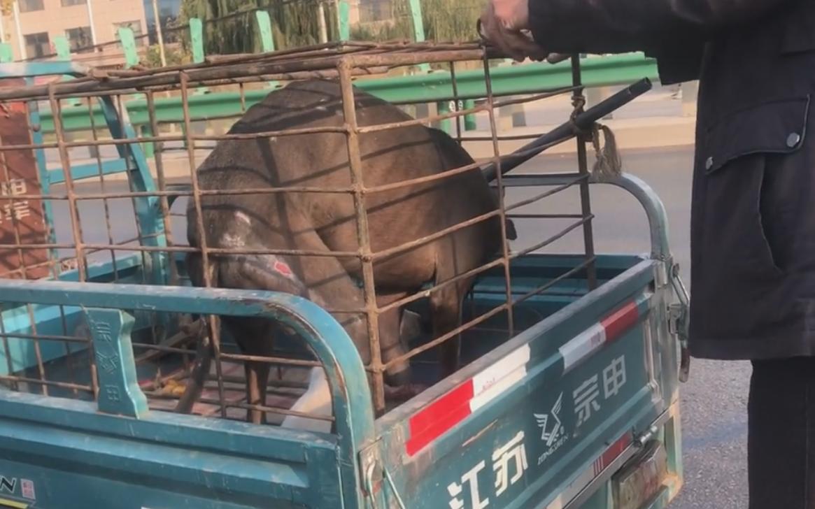 山东：狗狗为救主人被牛踩断腿，可无情主人却扭头将它送上狗肉车