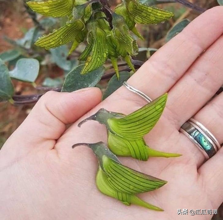 恶魔果实水果性能,恶魔果实图鉴108种属性