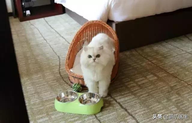 上海可带宠物入住的酒店推荐,怎么选宠物友好酒店房间