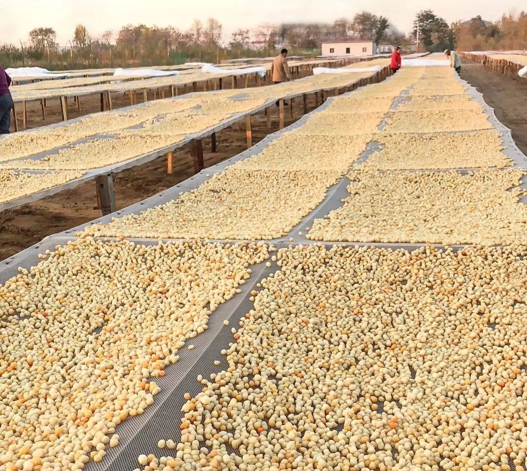 干贝柱怎么吃效果最好,鲜干贝柱最正宗的做法