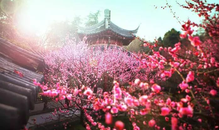 庭院栽树的讲究和忌讳,庭院种哪些树对庭院风水有利