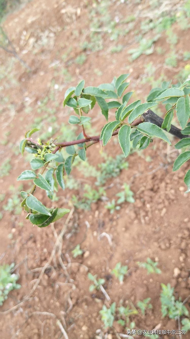 如何防治花椒树上的蚜虫,如何治花椒树上的蚜虫