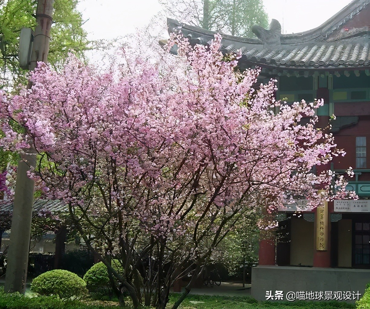 耐旱耐盐碱植物有哪些,耐盐碱的植物有哪些