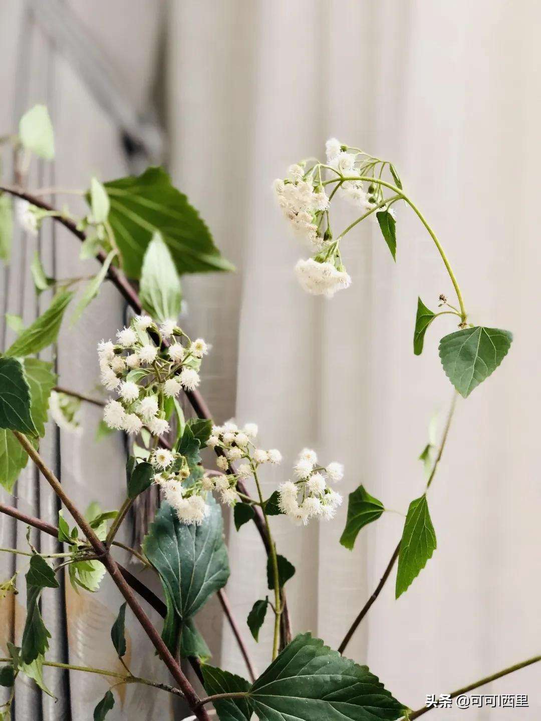 相信孩子静待花开的教育语句,相信每一个孩子的潜力教育随笔