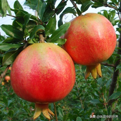 安徽池州枞阳县特产,池州有什么特产和好吃的