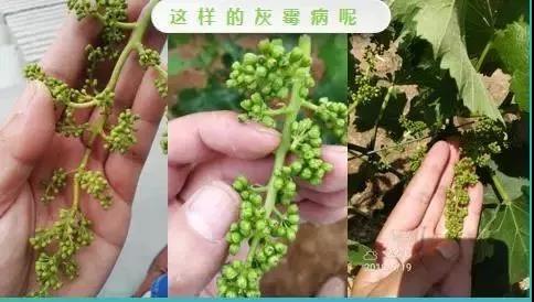 葡萄萌芽灰霉病防治方法,葡萄萌芽灰霉病的症状及防治方法