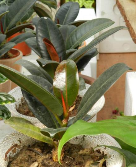 橡皮树叶子发红怎么处理,橡皮树为什么叶子变黄