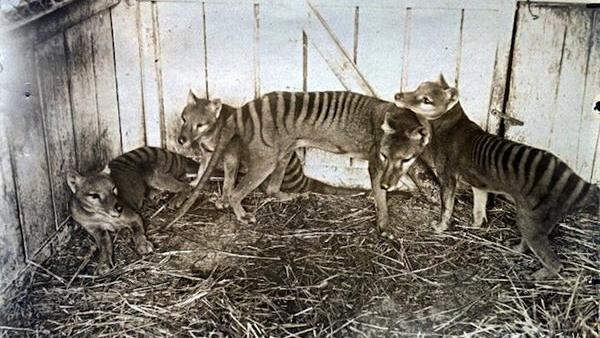 澳大利亚野山羊为什么不出口,澳大利亚野山羊不能吃吗