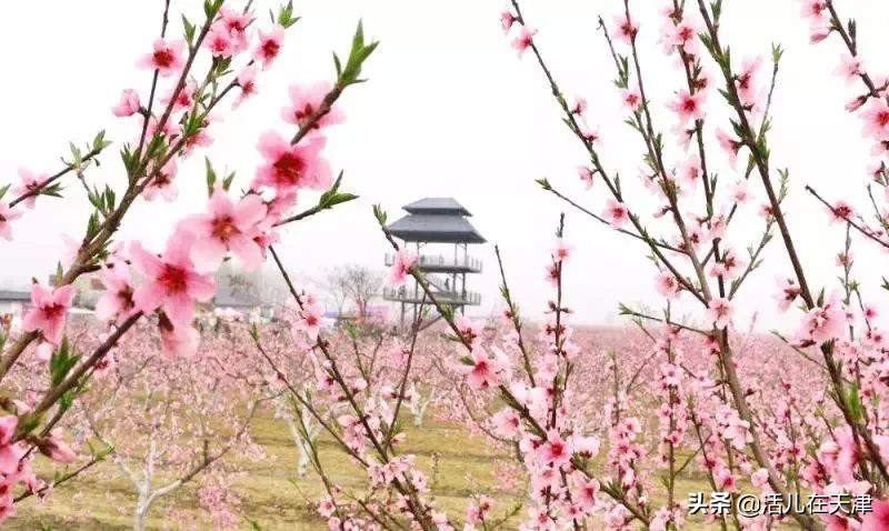 大“疫”灭清，天津2020赏花地图上线！