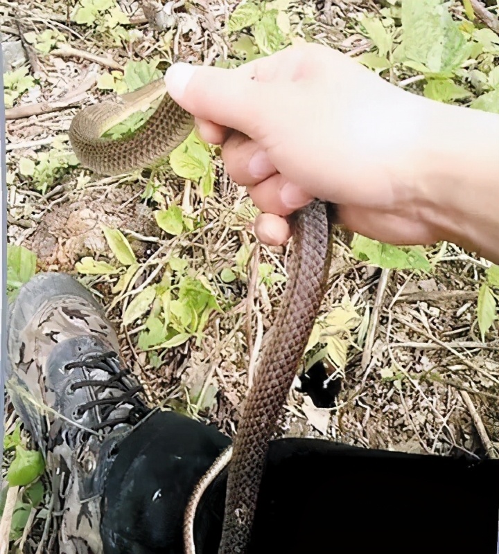 捕蛇奇人,湖南捕蛇奇人视频