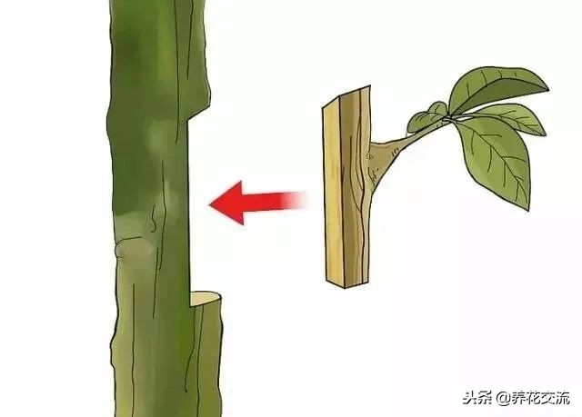 植物花卉嫁接需要用到的几个技巧,新手也能轻松学会