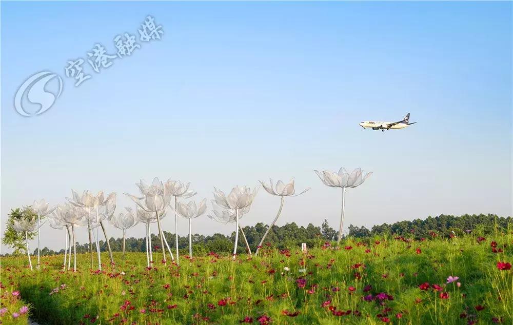 双流哪里可以赏花看飞机,双流附近赏花攻略路线