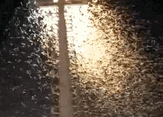 灭蟑螂最好的方法一招解决,蟑螂怎么灭杀最好方法