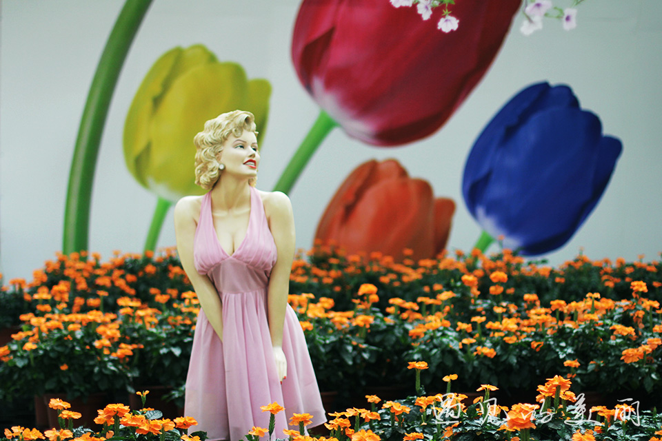 百万葵园有多坑,百万葵园免门票