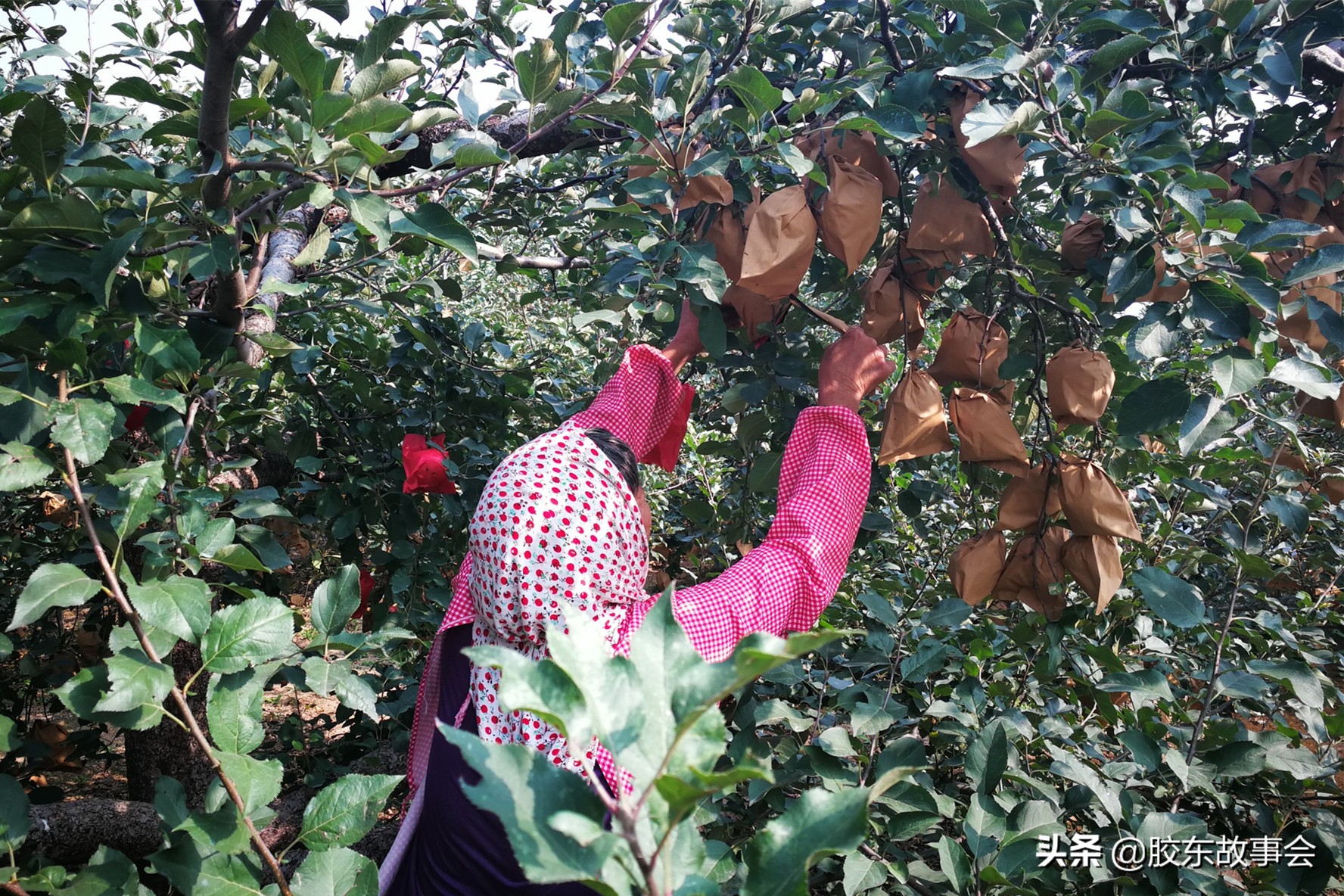 烟台栖霞苹果姑娘,听乡村95岁老奶奶讲过去故事