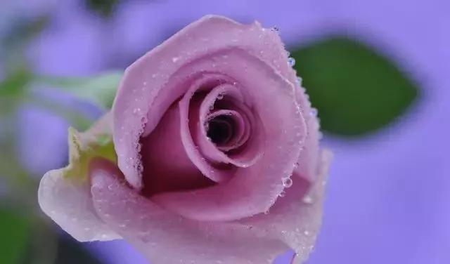 玫瑰有几种品种图片及名称,玫瑰品种分类名称及图片介绍