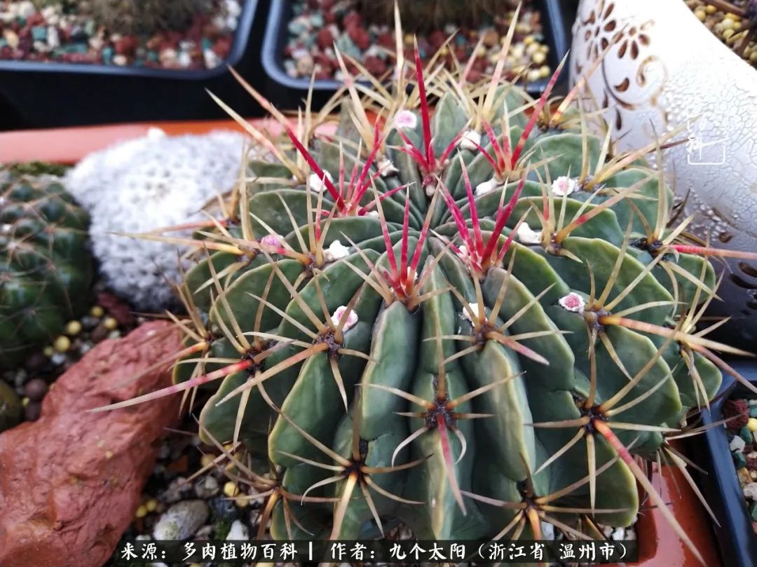 景天、球和龙舌兰，只要是多肉，都喜爱