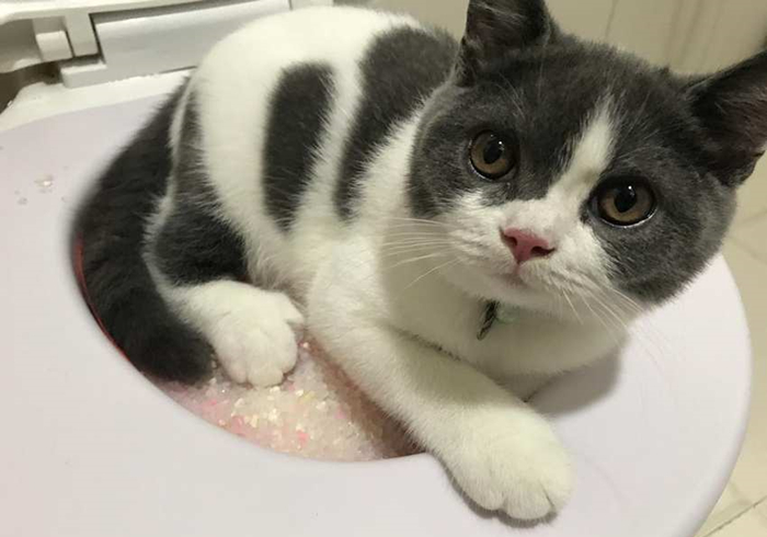 猫咪驱虫拉稀后应该怎么治,猫咪腹泻还能驱虫吗